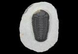 Prone Pedinopariops Trilobite - Nice Preparation #66342-3